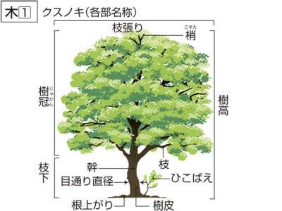 樹木|樹木（じゅもく）とは？ 意味・読み方・使い方をわ。